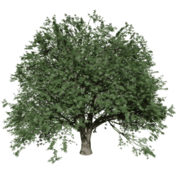 Quercus cerris T summer