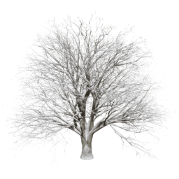 Quercus cerris T winter