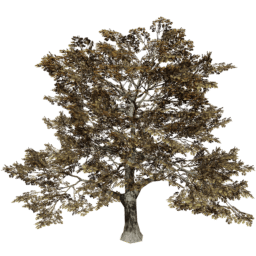 Quercus robur A autumn