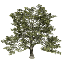 Quercus robur A summer