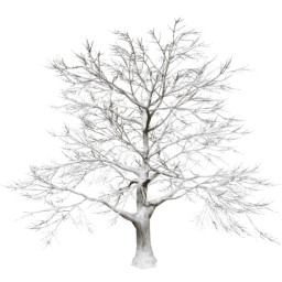 Quercus robur A winter