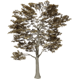 Quercus robur B autumn