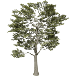 Quercus robur B summer