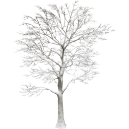 Quercus robur B winter