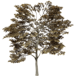 Quercus robur C autumn