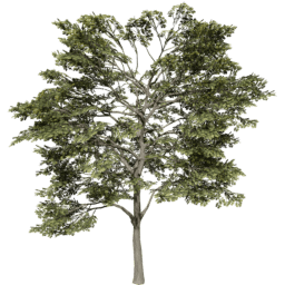 Quercus robur C summer