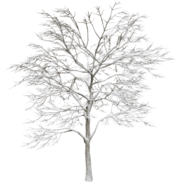 Quercus robur C winter