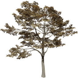 Quercus robur D autumn