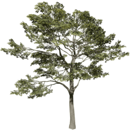 Quercus robur D summer