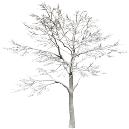 Quercus robur D winter