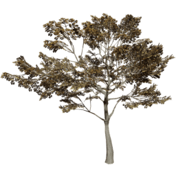 Quercus robur E autumn