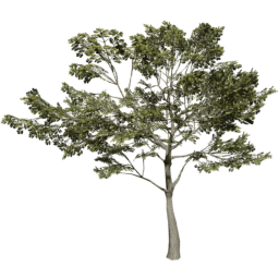 Quercus robur E summer