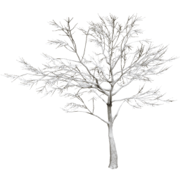 Quercus robur E winter