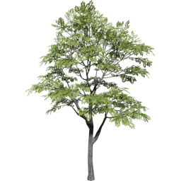 Quercus variabilis spring summer A