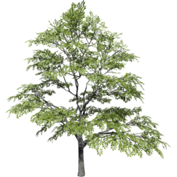 Quercus variabilis spring summer B