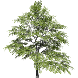 Quercus variabilis spring summer C