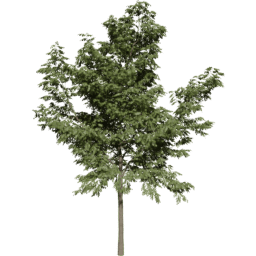 Robinia pseudoacacia A summer