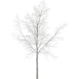 Robinia pseudoacacia A winter