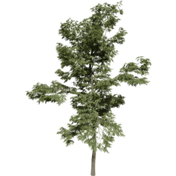 Robinia pseudoacacia B summer