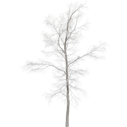 Robinia pseudoacacia B winter