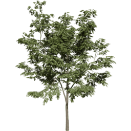 Robinia pseudoacacia C summer