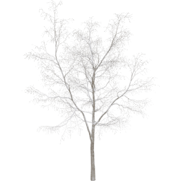 Robinia pseudoacacia C winter