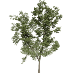 Robinia pseudoacacia D summer