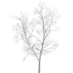 Robinia pseudoacacia D winter