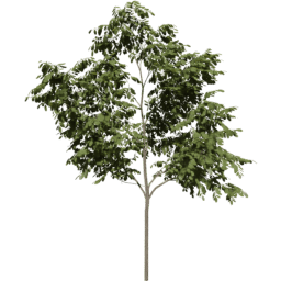 Robinia pseudoacacia E summer