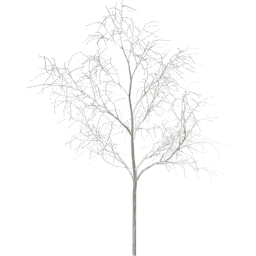 Robinia pseudoacacia E winter