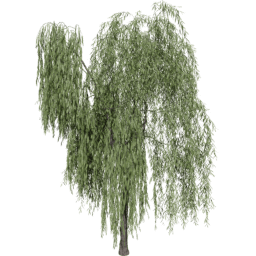 Salix babylonica A summer