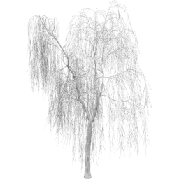 Salix babylonica A winter