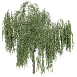 Salix babylonica B summer