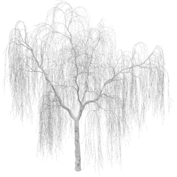 Salix babylonica B winter