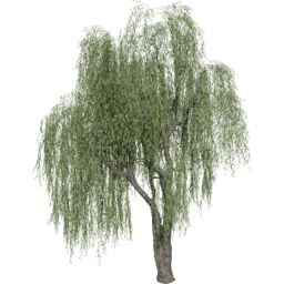 Salix babylonica C summer