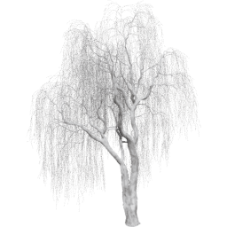 Salix babylonica C winter