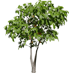 Theobroma cacao A summer