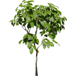 Theobroma cacao B summer