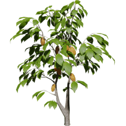 Theobroma cacao C summer