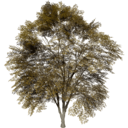 Tilia cordata A autumn