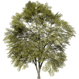 Tilia cordata A spring