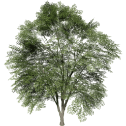 Tilia cordata A summer