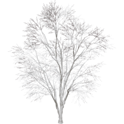 Tilia cordata A winter