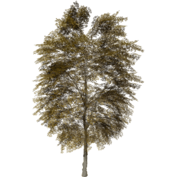 Tilia cordata B autumn