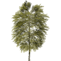 Tilia cordata B spring