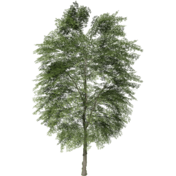 Tilia cordata B summer