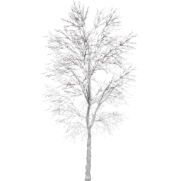 Tilia cordata B winter