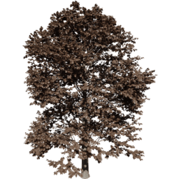 Tilia europaea A autumn