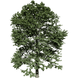 Tilia europaea A summer