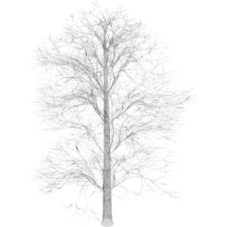 Tilia europaea A winter